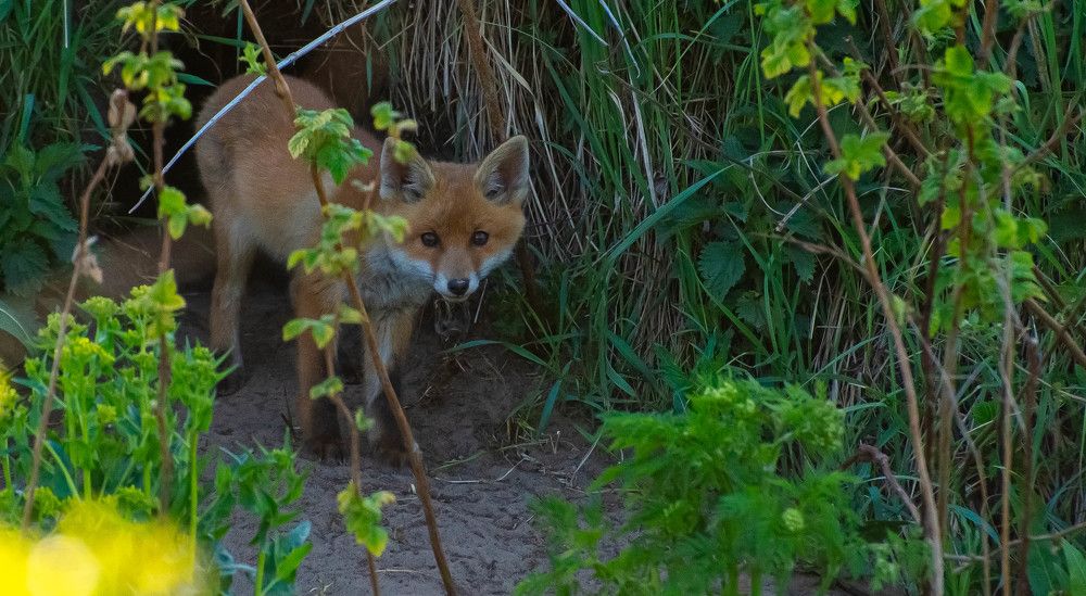 Фотография автора Aлексей Игнатьев