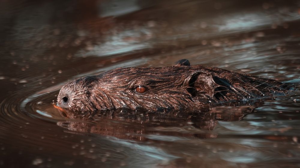 Photograph by Даниил Сырбу