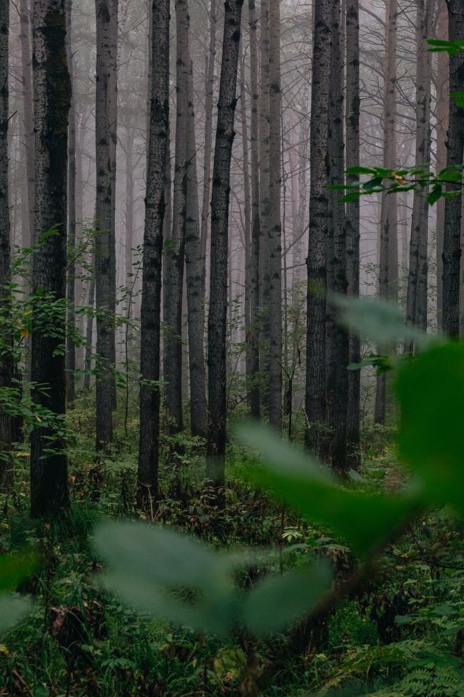 Фотография автора Дмитрий Ширнин