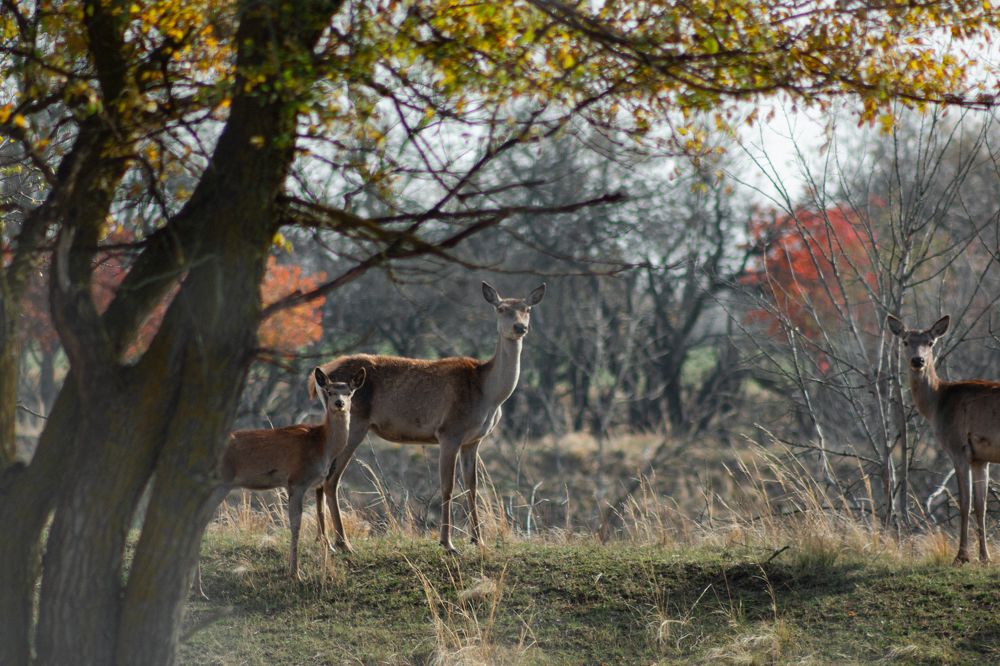 Photograph by Алена Евгеньевна