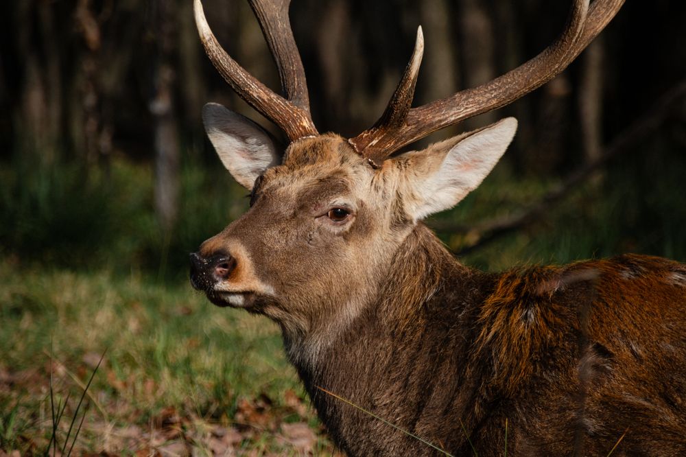 Photograph by Алена Евгеньевна