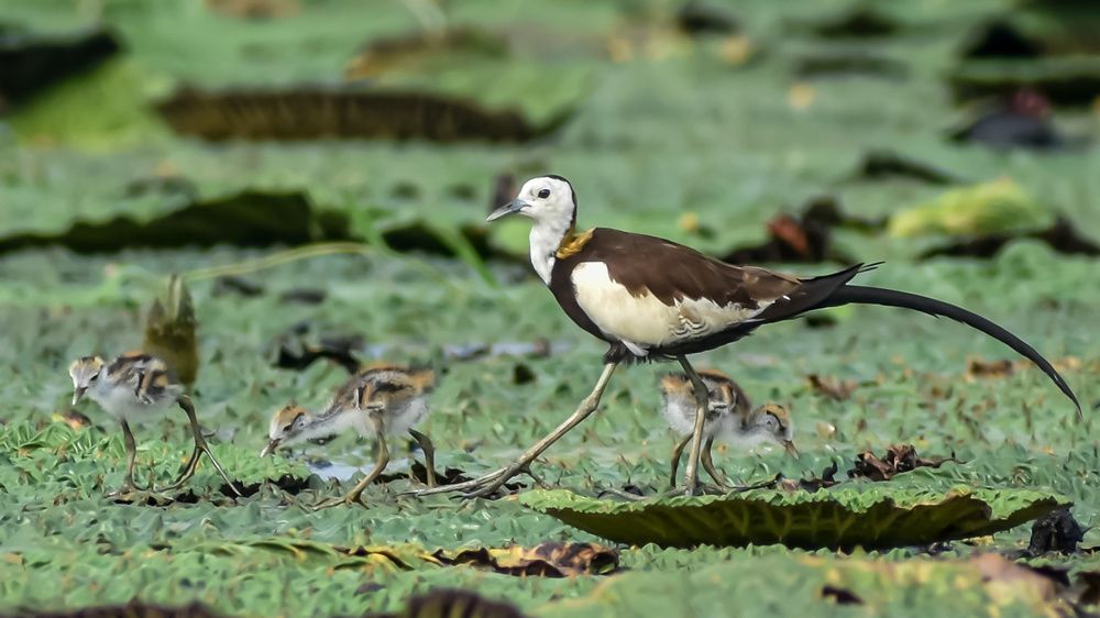Pheasant tailed Jacana Family