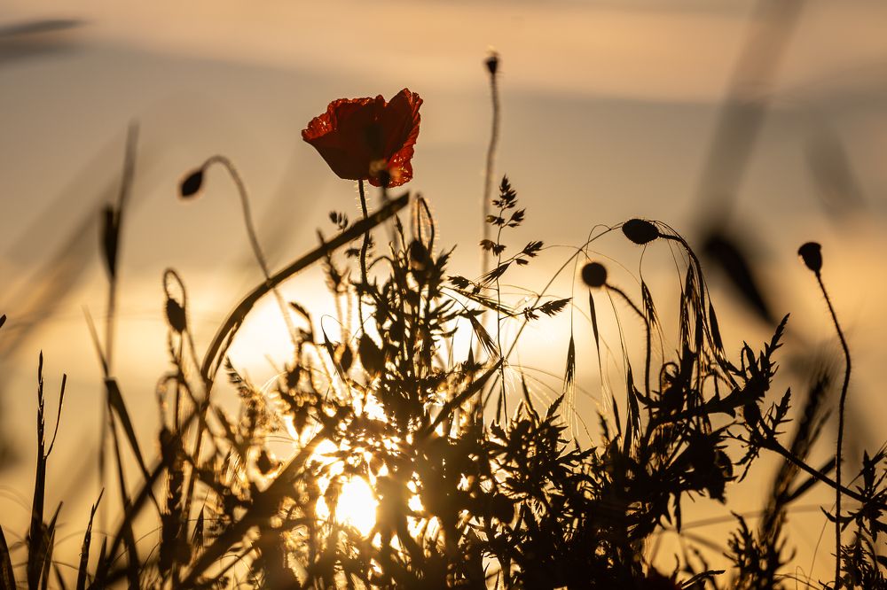 The poppy and the sunset