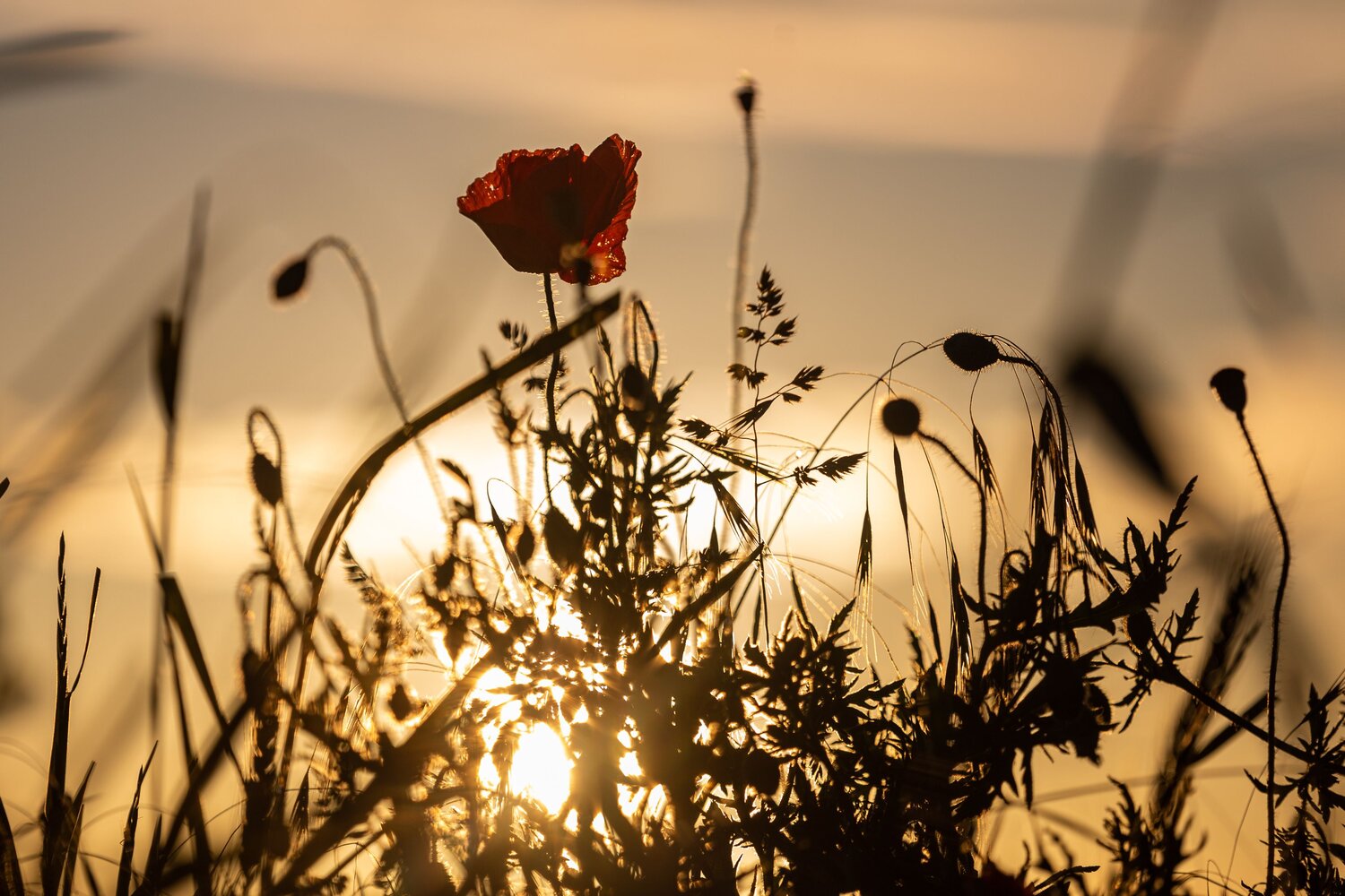The poppy and the sunset