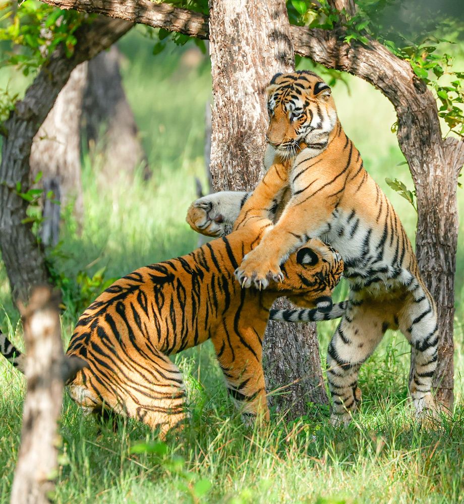 Photograph by RAVI S