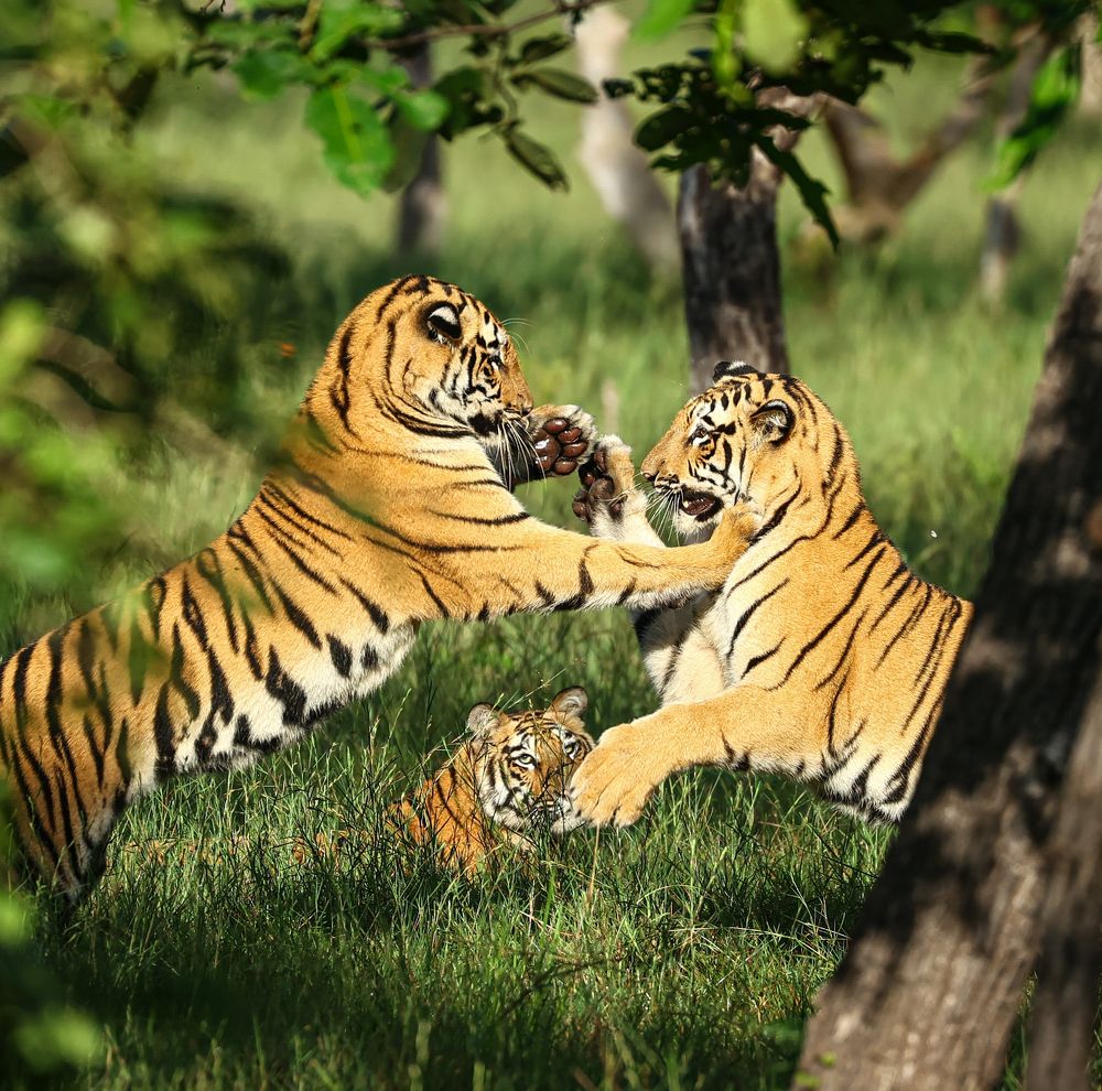 Photograph by RAVI S