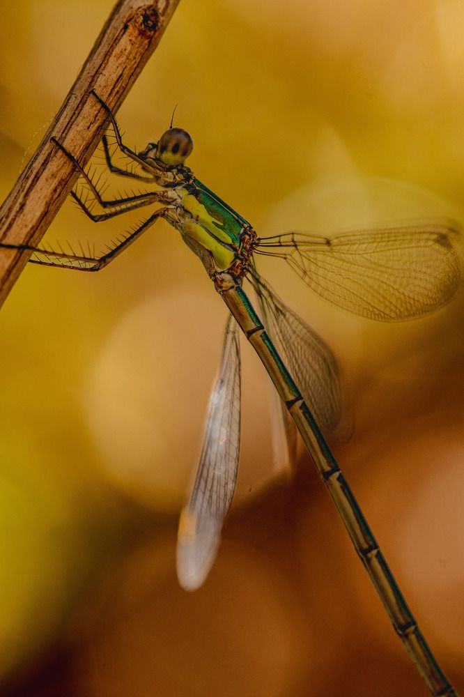 Photograph by Torres