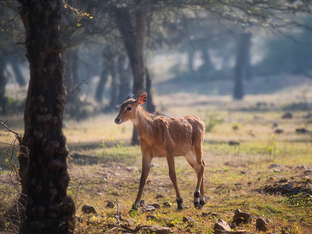 Photograph by Эрнест Вахеди