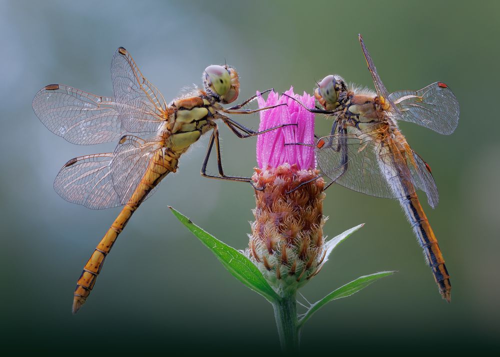 Photograph by Кузнецов Дмитрий