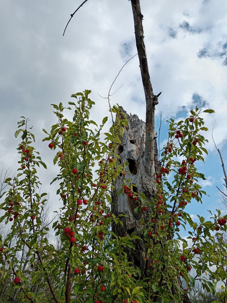 Photograph by Евгения Горячева