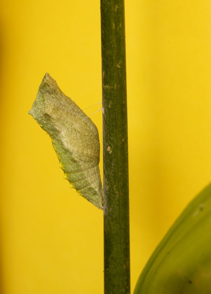 Photograph by Torres