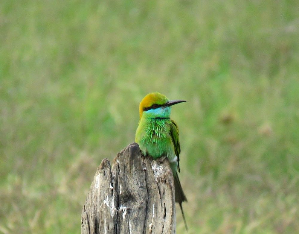 Lone Green Bee Eater