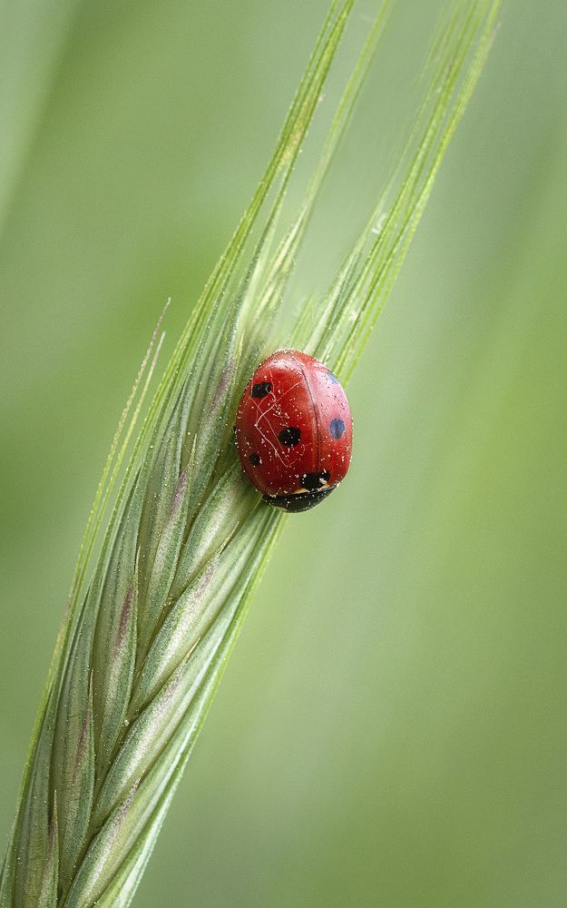 Resting ladybug