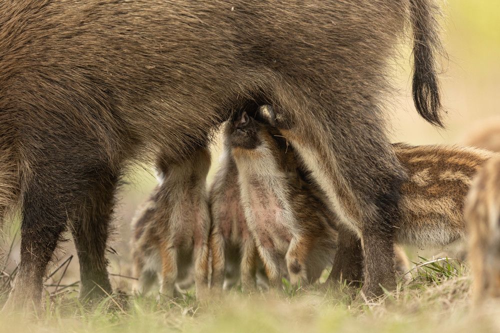 Photograph by Radosław Makowczyński