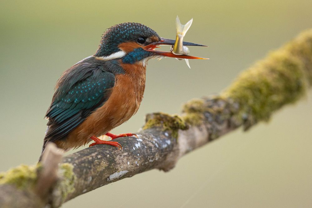 Photograph by Radosław Makowczyński