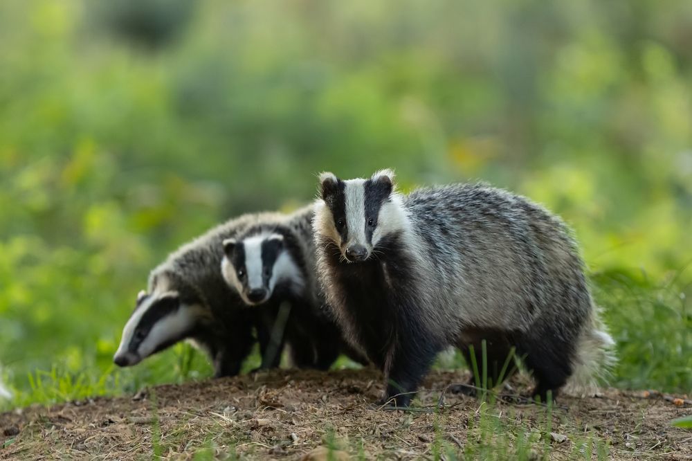 Photograph by Radosław Makowczyński