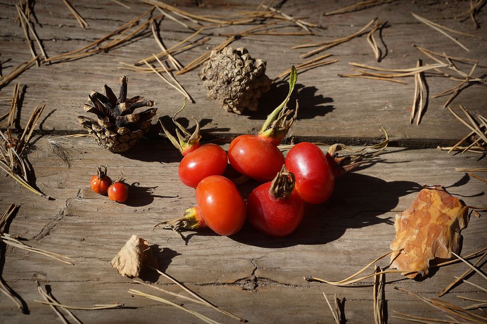 Плоды Шиповника