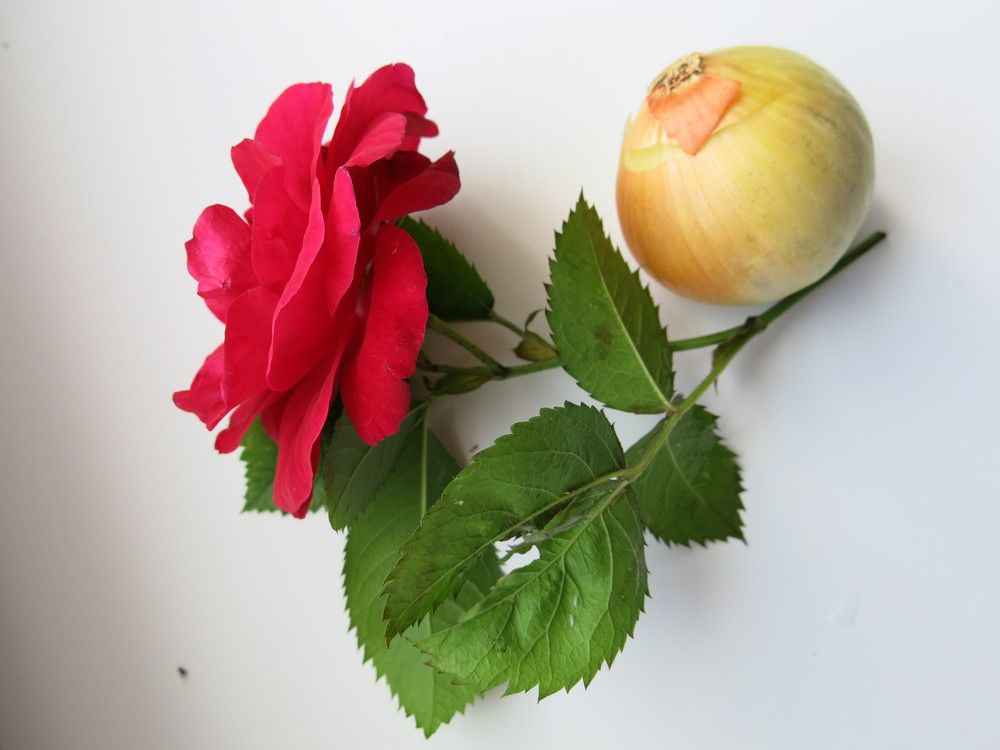 Photograph by ЭЛЬМИРА  ИСМАИЛОВА