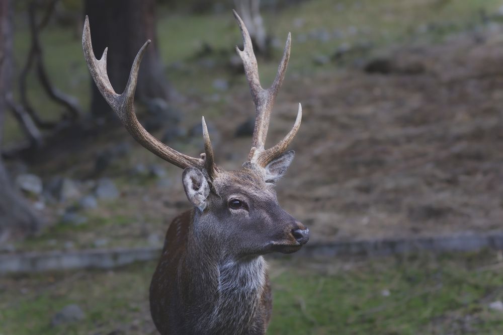 Photograph by Сергей Шпаков