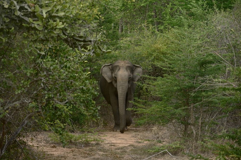 Photograph by Shirley irantha Sooriyaarachchi