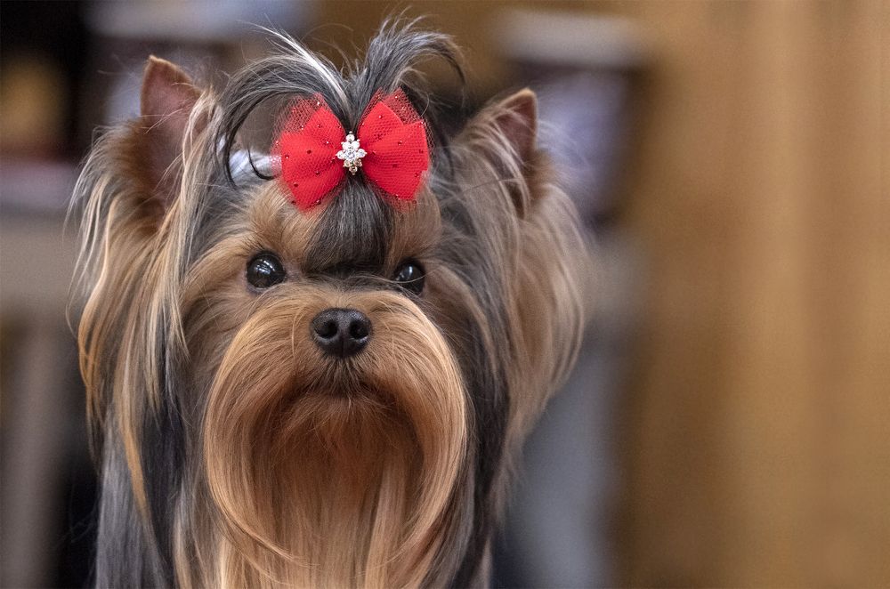 Портрет с выставки