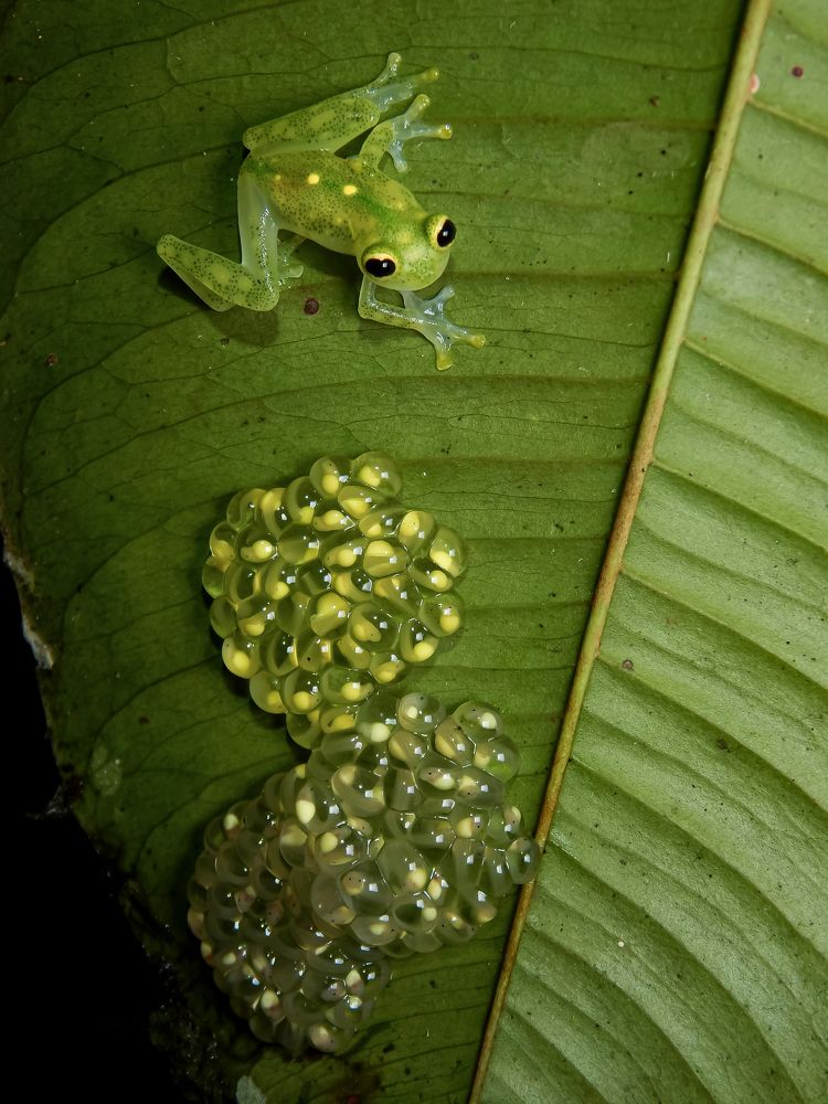 Hyalinobatrachium aureoguttatum