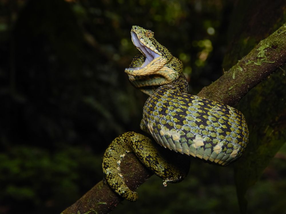 Bothriechis schlegelii