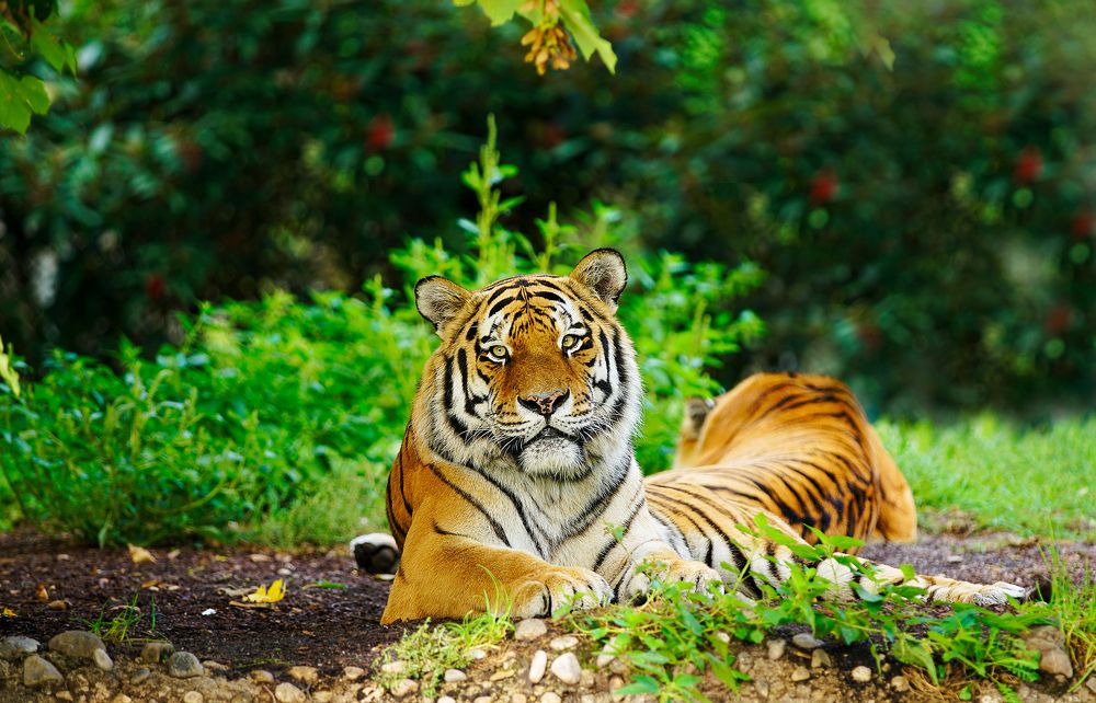 Bengal Tiger