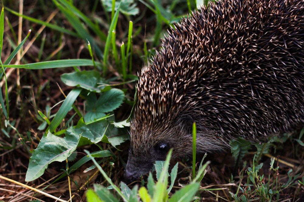 Фотография автора Софья Алексеева