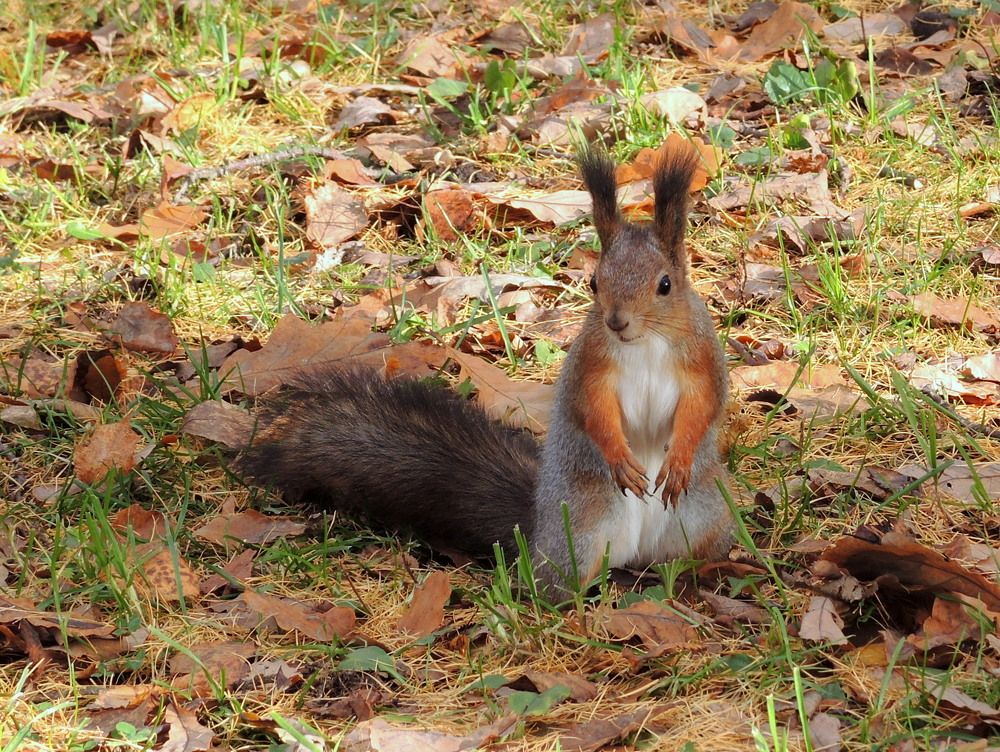 Осенние хлопоты