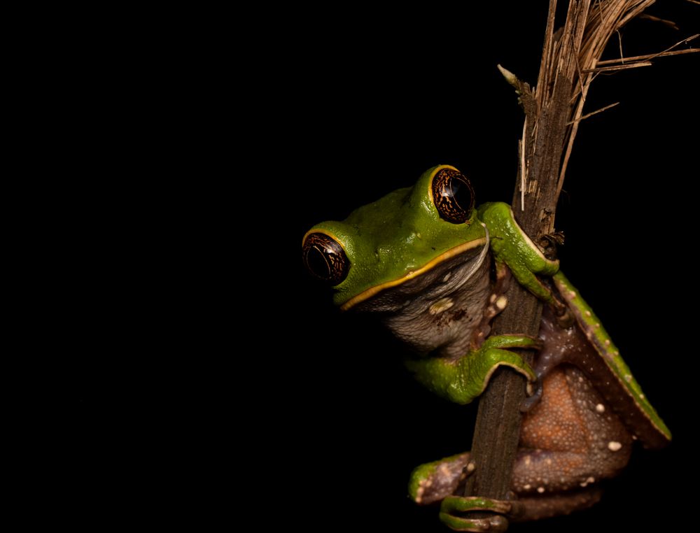 Phyllomedusa venusta