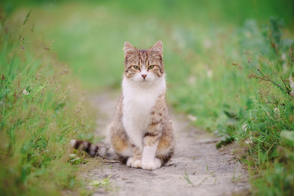 Деловой портрет