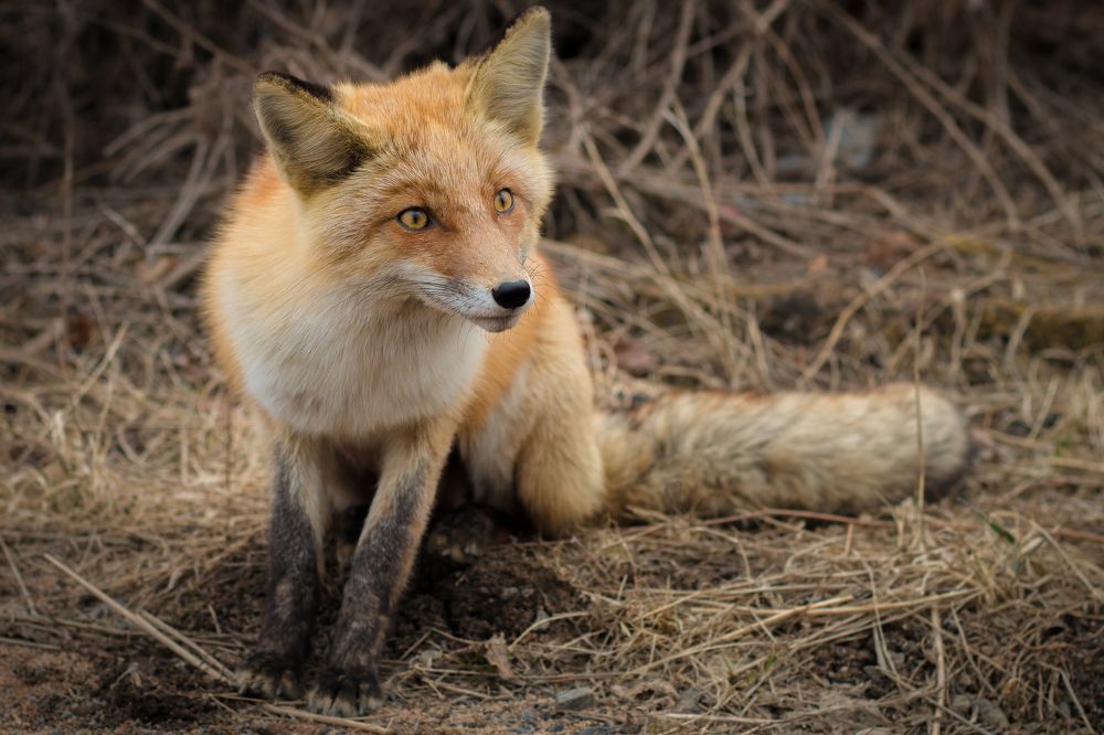 "А Колбок выйдет?"