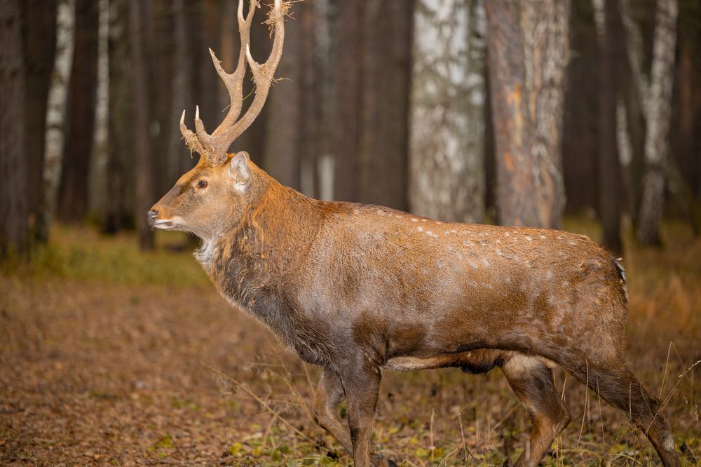 Photograph by Князев Сергей