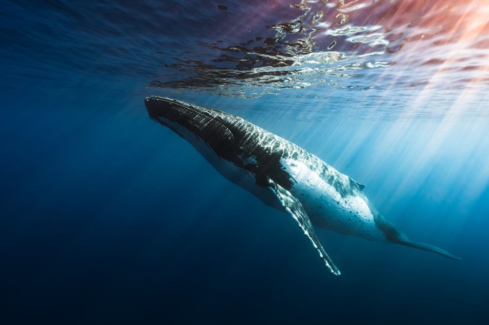 Photograph by Joaquin Fregoni