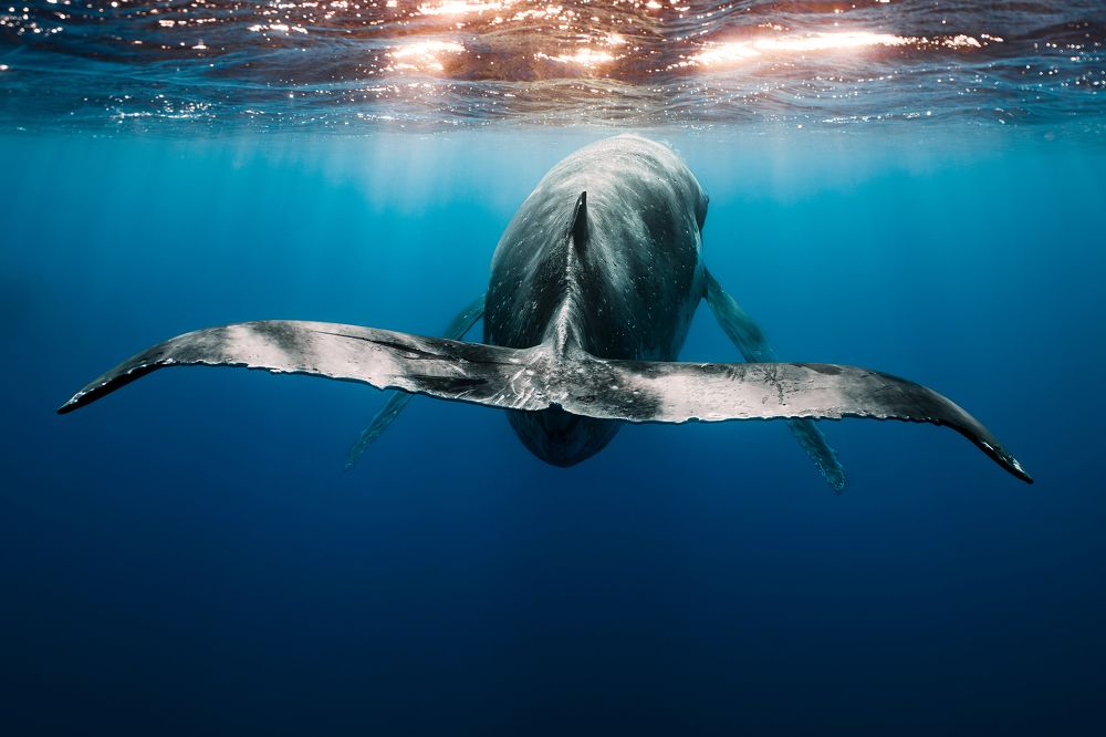 Photograph by Joaquin Fregoni