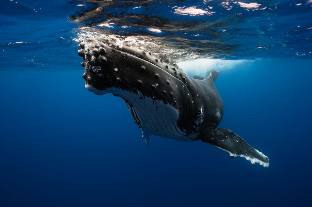 Photograph by Joaquin Fregoni