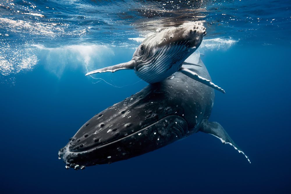 Photograph by Joaquin Fregoni