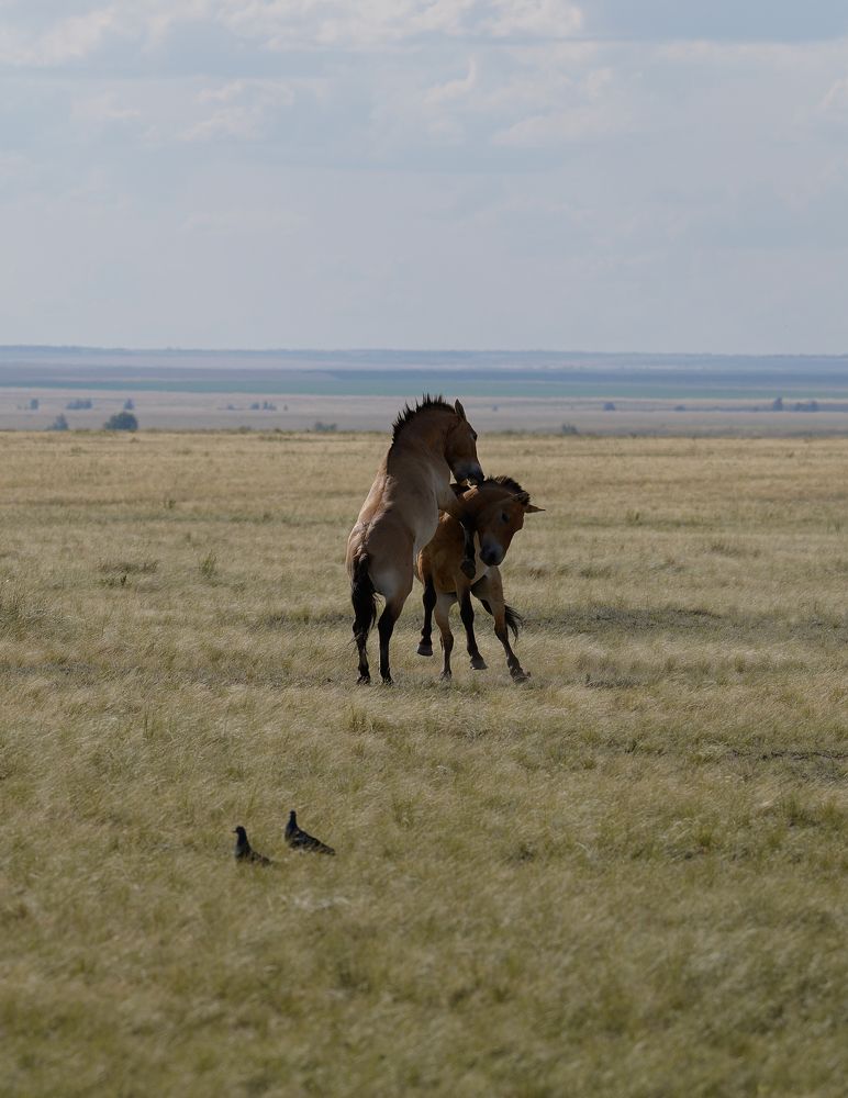 Необузданные