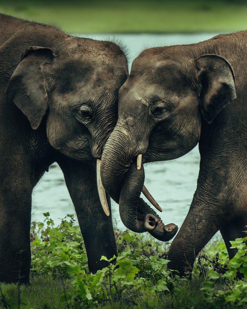 Photograph by Damith Gihan