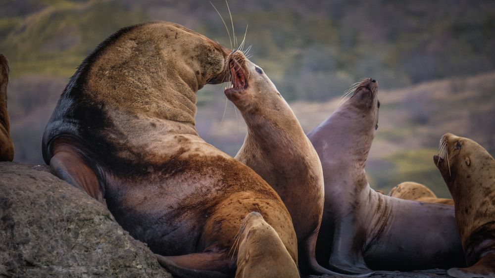 Фотография автора Маргарита Белошицкая