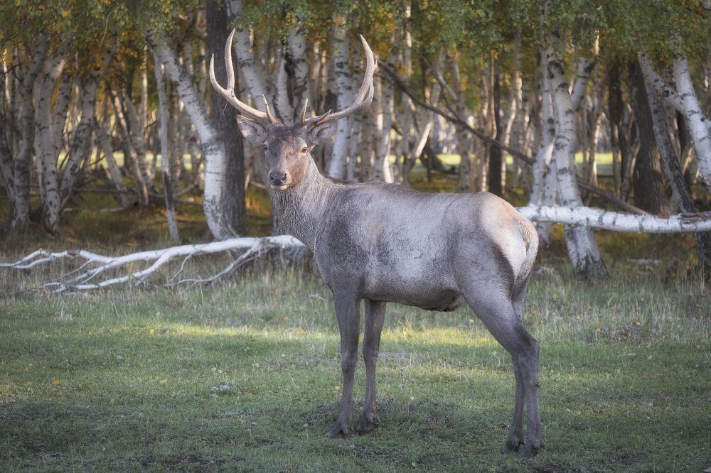 Photograph by Светлана Краюшкина