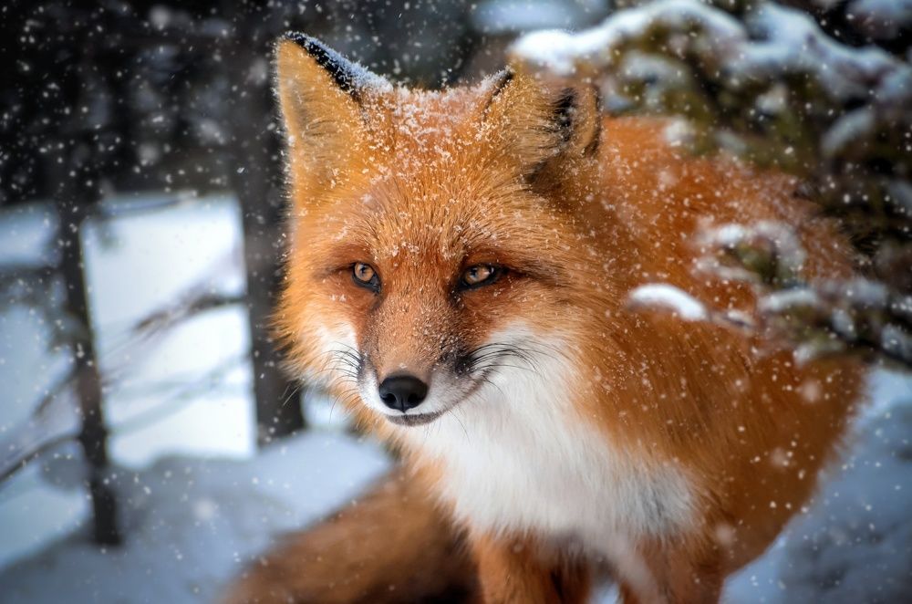 Photograph by Вероника Романенко