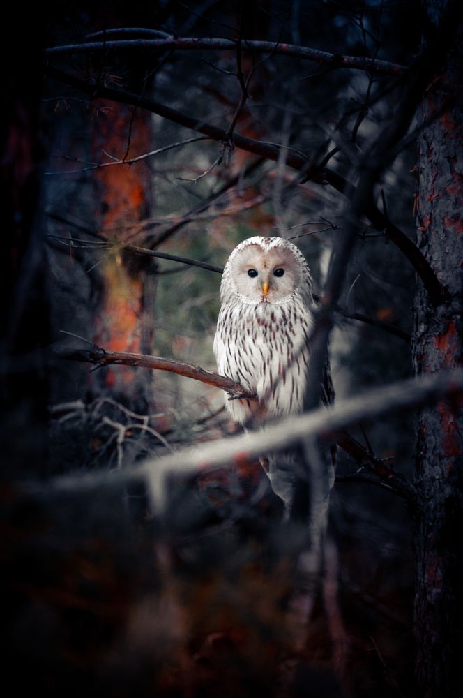 Photograph by Максим Шарыгин