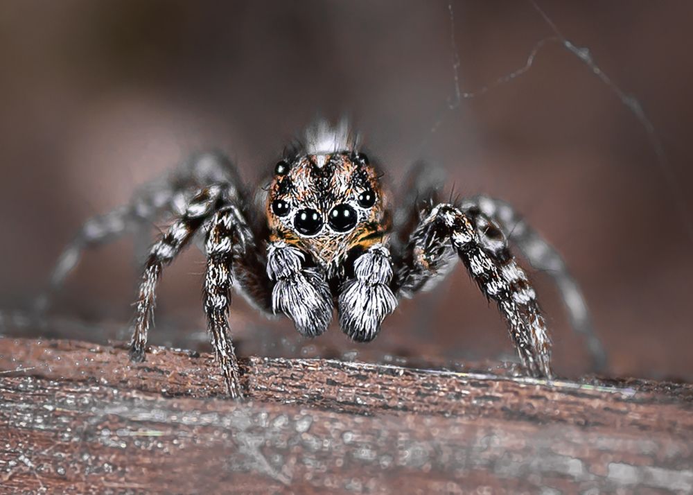 Photograph by Степанов Виктор