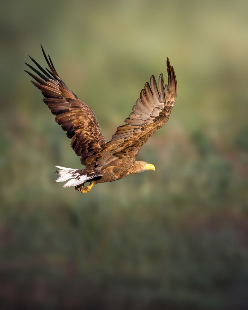 Фотография автора Sebastian Popa