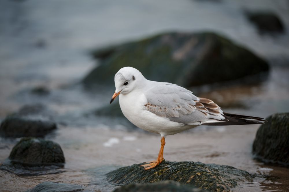 Photograph by Анастасия Жучкова