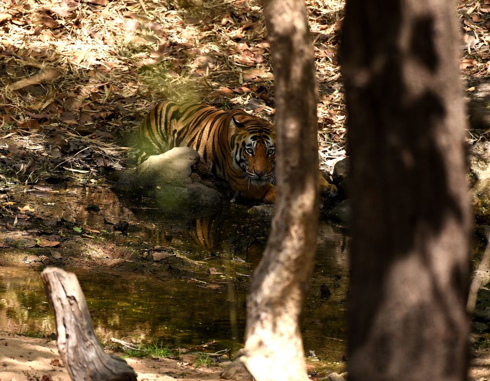 Photograph by BHANWAR PUROHIT