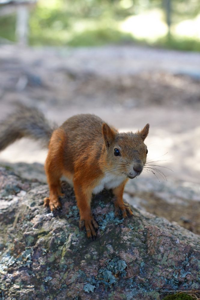 Photograph by Светлана Сафонова