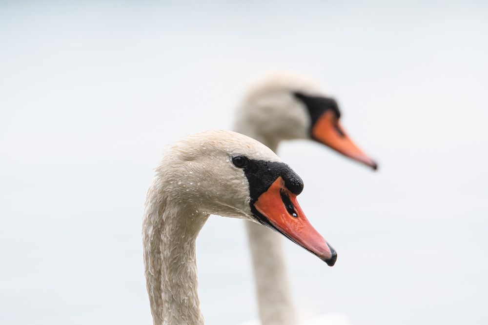 Лебединое озеро или "Отражение" .